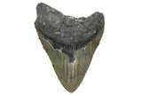 Huge, Fossil Megalodon Tooth - North Carolina #345657-1